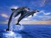 [obrazky.4ever.sk] delfin, more, ocean, slnko, plaz 6999509.jpg