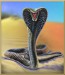 61-xx Pľujúca kobra.jpg